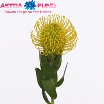Leucospermum 'Super Gold' foto