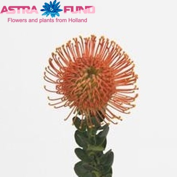 Leucospermum 'Themba' foto