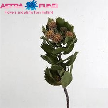 Leucospermum winteri foto