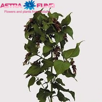 Leycesteria formosa 'Purple Rain' photo