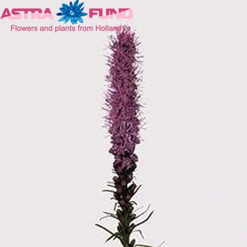 Liatris spicata photo