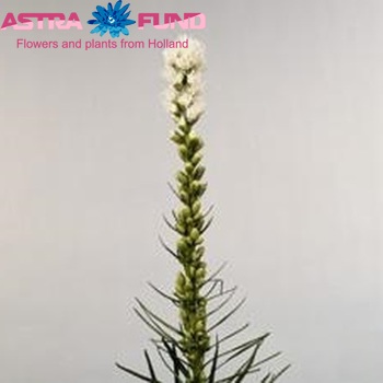 Liatris spicata 'Alba' photo