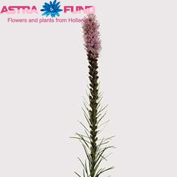 Liatris spicata 'Callilepis' photo