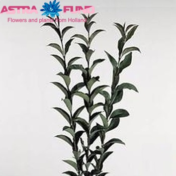 Ligustrum japonicum photo