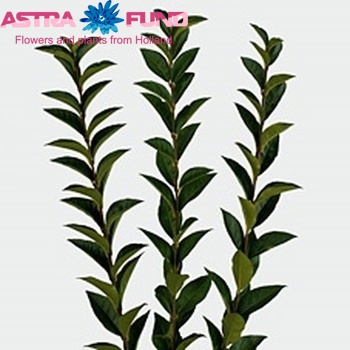 Ligustrum ovalifolium photo