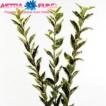 Ligustrum ovalifolium 'Argenteum' photo