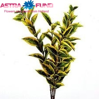 Ligustrum ovalifolium 'Aureum' photo