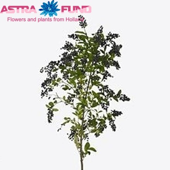 Ligustrum ovalifolium 'Black Pearl' photo