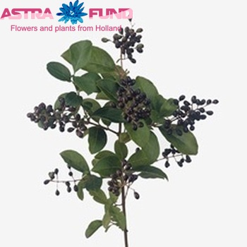 Ligustrum ovalifolium 'Winter Jewel' photo