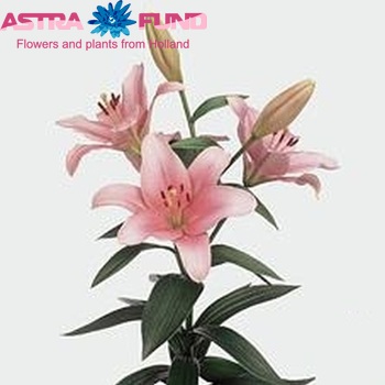 Lilium LA  'Brindisi' zdjęcie