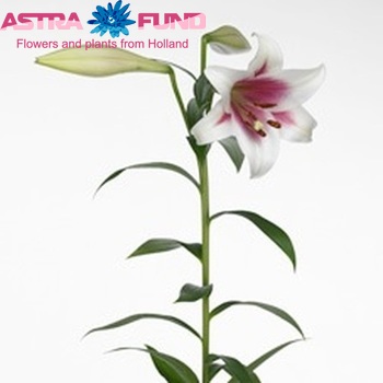 Lilium lf 'Triumphator' Foto