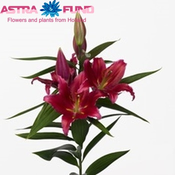 Lilium Or  'Bacardi' φωτογραφία