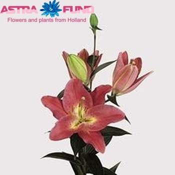 Lilium Or 'Barbaresco' φωτογραφία