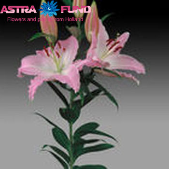 Lilium Or 'Belgrado' φωτογραφία