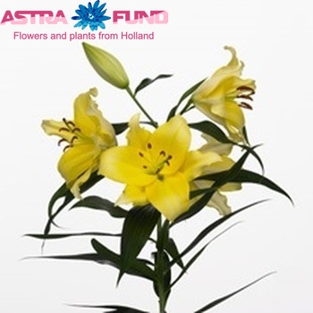 Lilium Or 'Belladonna' φωτογραφία