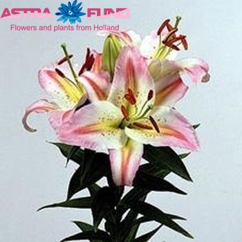 Lilium Or 'Bergamo' φωτογραφία