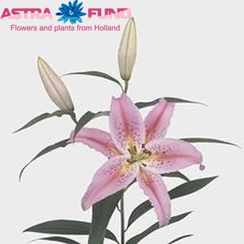 Lilium Or 'Berlin' φωτογραφία
