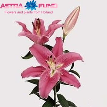 Lilium Or 'Bernini' φωτογραφία
