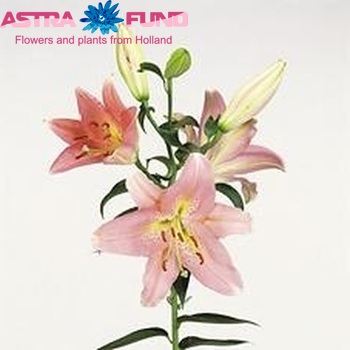 Lilium Or 'Lombardia' foto