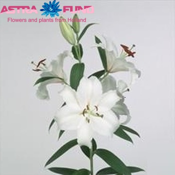 Lilium Or 'Vespucci' zdjęcie