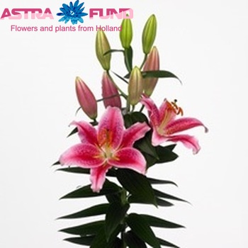 Lilium Oriental Grp 'Calvados' fotografie
