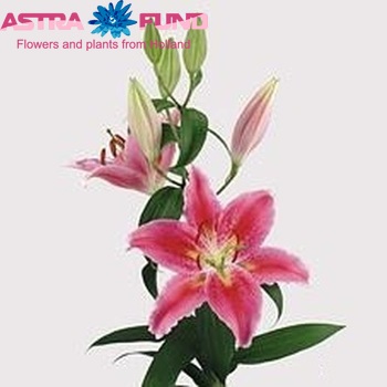 Lilium Oriental Grp 'Canberra' fotografie
