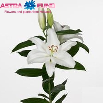 Lilium Oriental Grp 'Cantarino' fotografie
