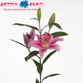 Lilium Oriental Grp 'Caribbean Pearl' fotografie