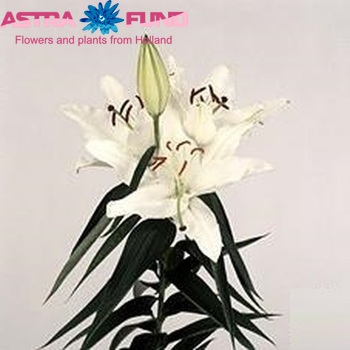 Lilium Oriental Grp 'Carillon' fotografie