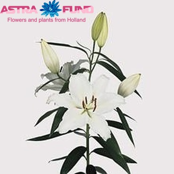 Lilium Oriental Grp 'Carolyn' fotografie