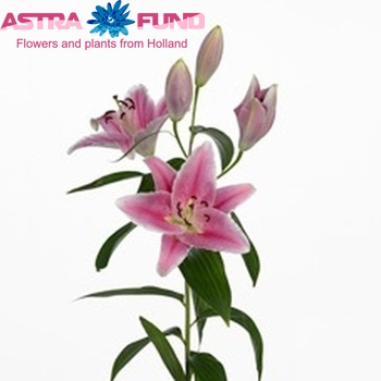 Lilium Oriental Grp 'Carribean' fotografie