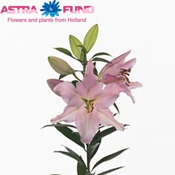 Lilium Oriental Grp 'Caruso' fotografie