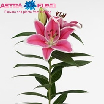 Lilium Oriental Grp 'Charming' fotografie