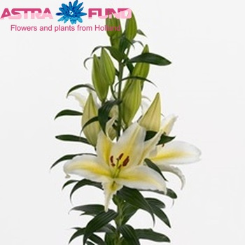Lilium Oriental Grp 'Chill Out' fotografie