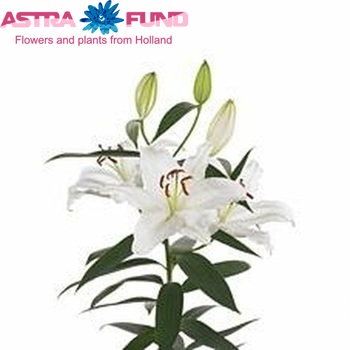 Lilium Oriental Grp 'Ice Dancer' fotografija