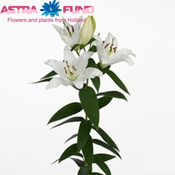 Lilium Oriental Grp 'Ice Dreamer' fotografija