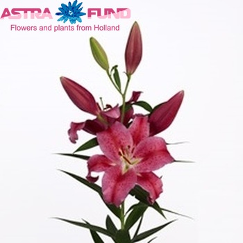 Lilium Oriental Grp 'Innuendo' fotografija