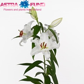 Lilium Oriental Grp 'Intenso' fotografija