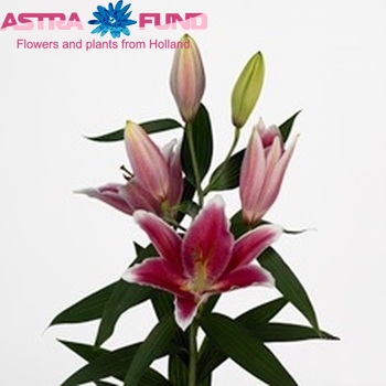 Lilium Oriental Grp 'Joop' fotografija