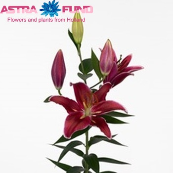 Lilium Oriental Grp 'Le Baron' fotografija