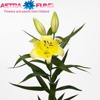 Lilium Oriental Grp 'Lesotho' fotografija