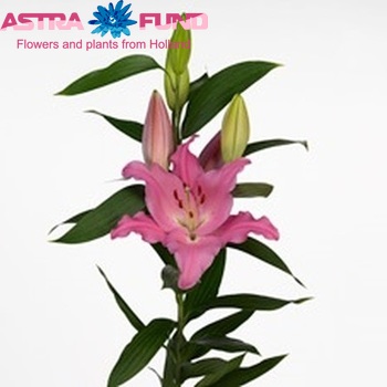 Lilium Oriental Grp Lexus fotografija