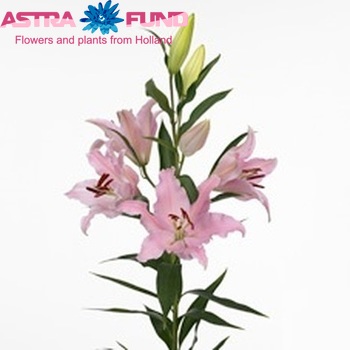 Lilium Oriental Grp 'Lido' fotografija