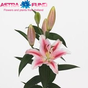 Lilium Oriental Grp 'Lodi' fotografija
