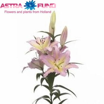 Lilium Oriental Grp 'Pink Mystery' fotografija