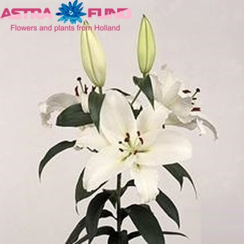 Lilium Oriental Grp 'Rain Dance' fotografija
