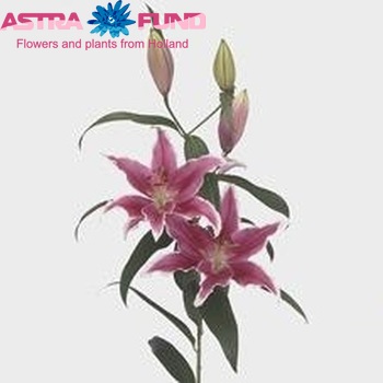 Lilium Oriental Grp Ravenna fotografija