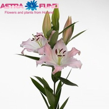 Lilium Oriental Grp 'Riant' fotografija