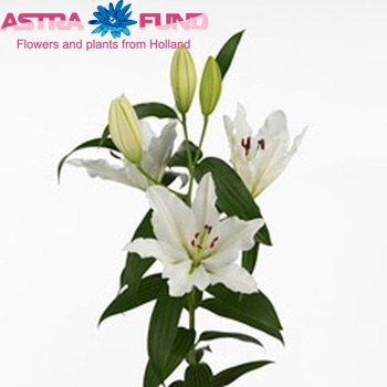Lilium Oriental Grp 'River Princess' fotografija