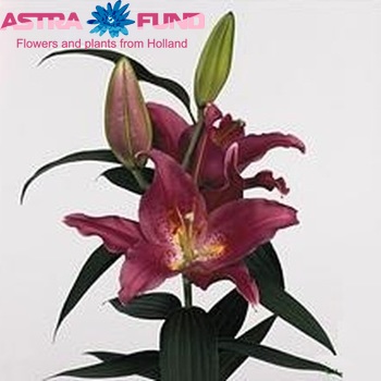 Lilium Oriental Grp 'Rousillon' fotografija